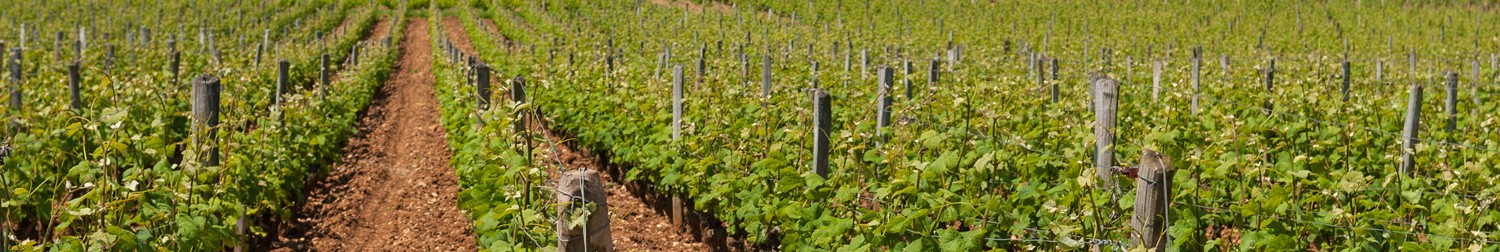 SOIL / PLANT ANALYSIS